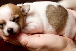 Запознајте ја Валери – кученце со прекрасно срце на крзното