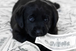 Животни кои се побогати од тебе