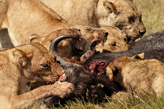 Како да им го украдете месото на лавовите?