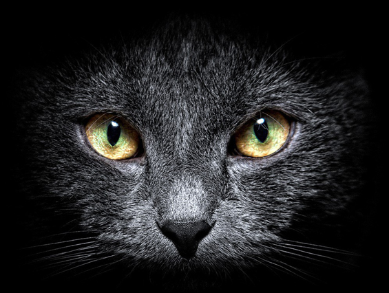 Погледнете го светот преку очи на мачка