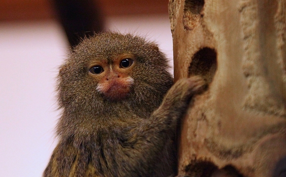 Најмалото мајмунче во светот 