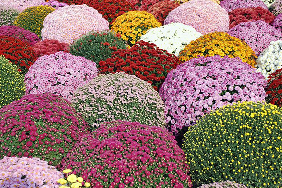 Есенско-зимски растенија за разубавување на вашиот дом