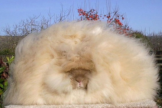 Побушави зајаци од овие немате видено