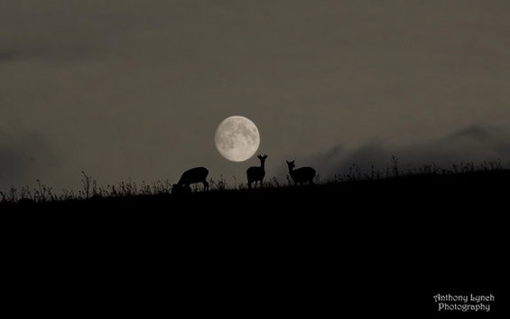 10 прекрасни фотографии од полна Месечина