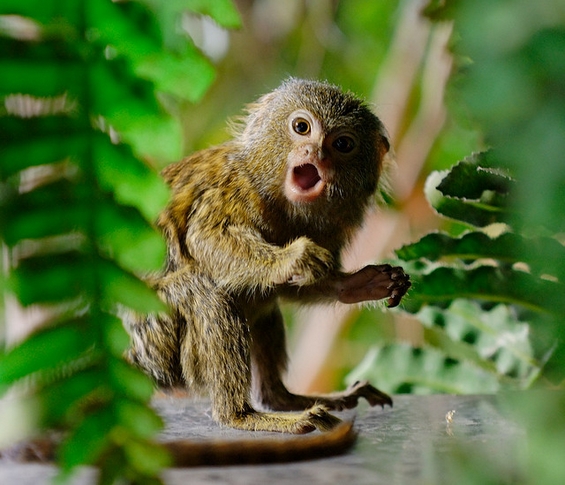 Најмалото мајмунче во светот
