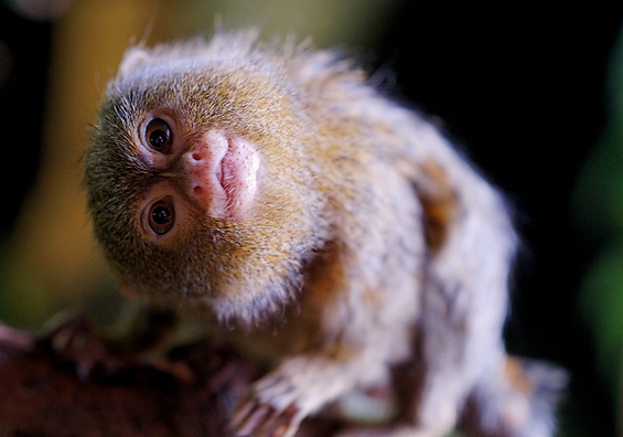 Најмалото мајмунче во светот