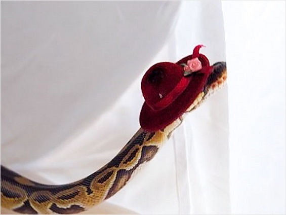 Ова е единствениот начин змиите да изгледаат слатко