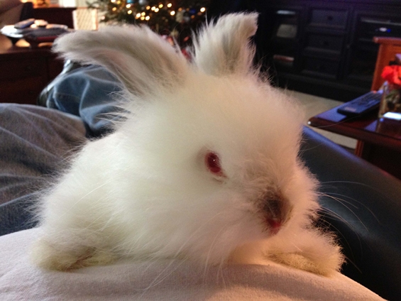 Побушави зајаци од овие немате видено