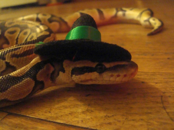 Ова е единствениот начин змиите да изгледаат слатко