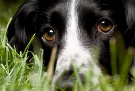 5 начини на кои кучињата ви ги читаат мислите