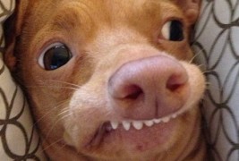 Кучето кое стопи милиони срца ширум светот