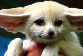 Најслаткото животно во светот