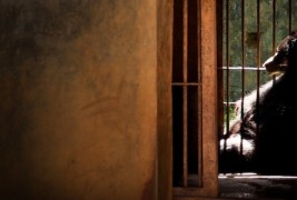 Портрети од животни кои ќе ви ги отворат очите за животот во зоолошките градини