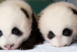 Првите 100 дена од животот на две мали панди