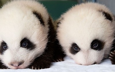 Првите 100 дена од животот на две мали панди