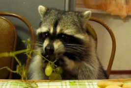 Сладок ракун ужива јадејќи грозје