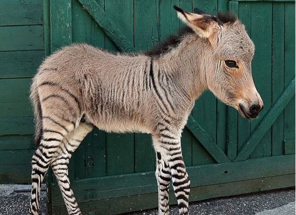 Вака изгледа детенце на магарица и зебра