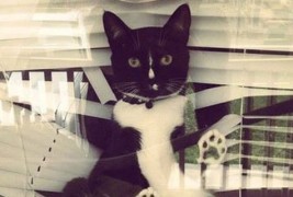 Животни кои имаат проблем со нивното однесување