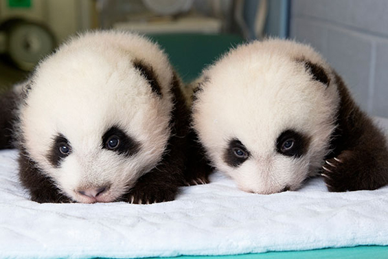 Првите 100 дена од животот на две мали панди 