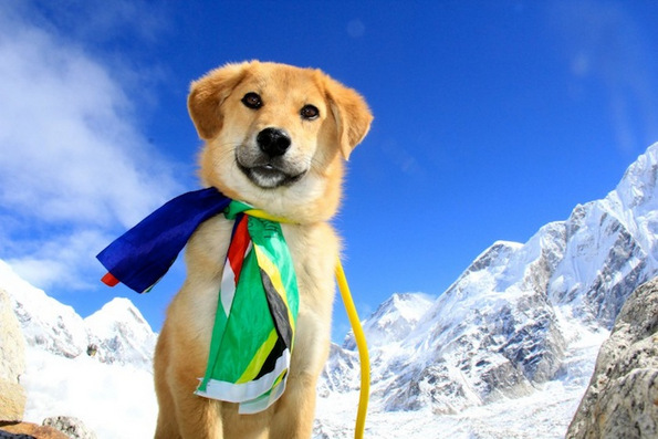 Првото куче во светот кое се искачило на Монт Еверест