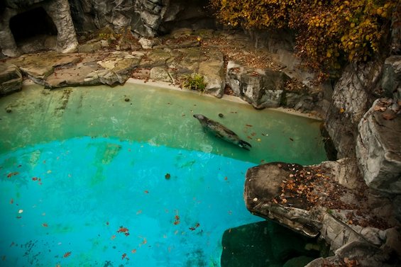 Портрети од животни кои ќе ви ги отворат очите за животот во зоолошките градини