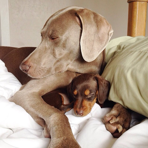 Големо куче и мало кутре – неразделни пријатели