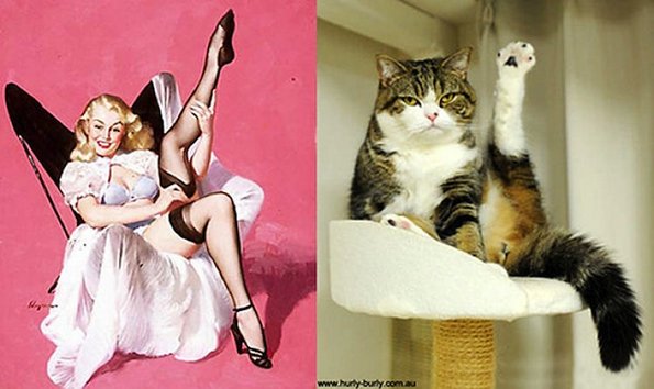 Мачки кои позираат како пин-ап девојки