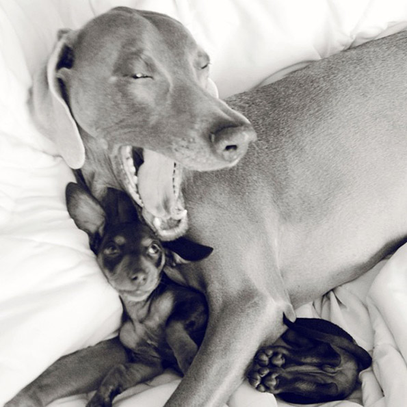 Големо куче и мало кутре – неразделни пријатели