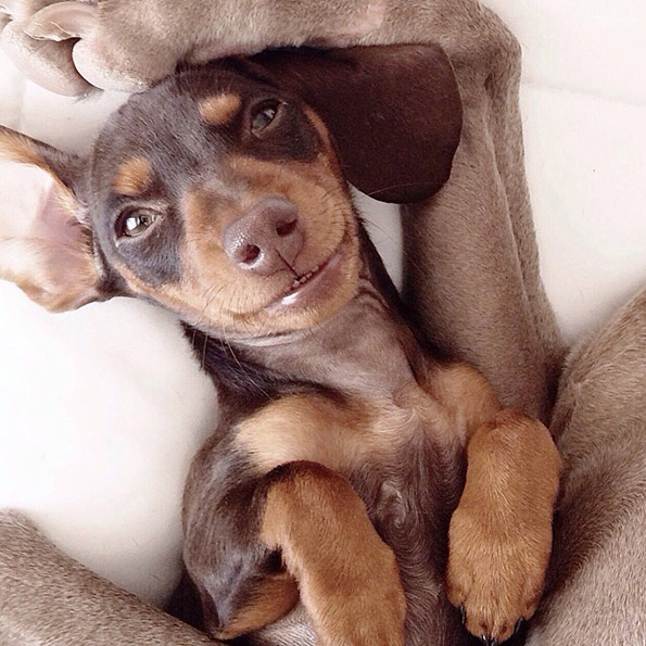 Големо куче и мало кутре – неразделни пријатели