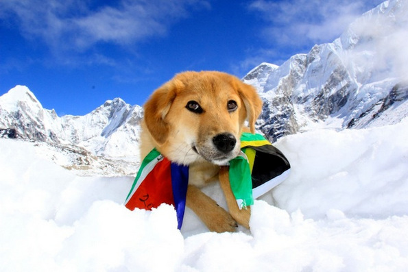 Првото куче во светот кое се искачило на Монт Еверест
