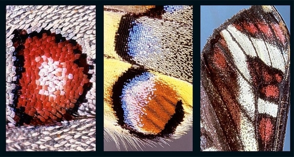 Неверојатно откритие: целата азбука сокриена во крилцата на пеперутките