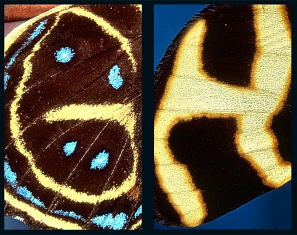Неверојатно откритие: целата азбука сокриена во крилцата на пеперутките