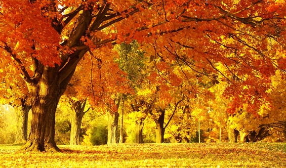 Бои на есента кои го одземаат здивот