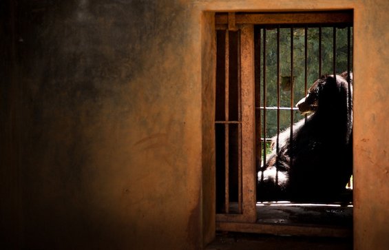 Портрети од животни кои ќе ви ги отворат очите за животот во зоолошките градини