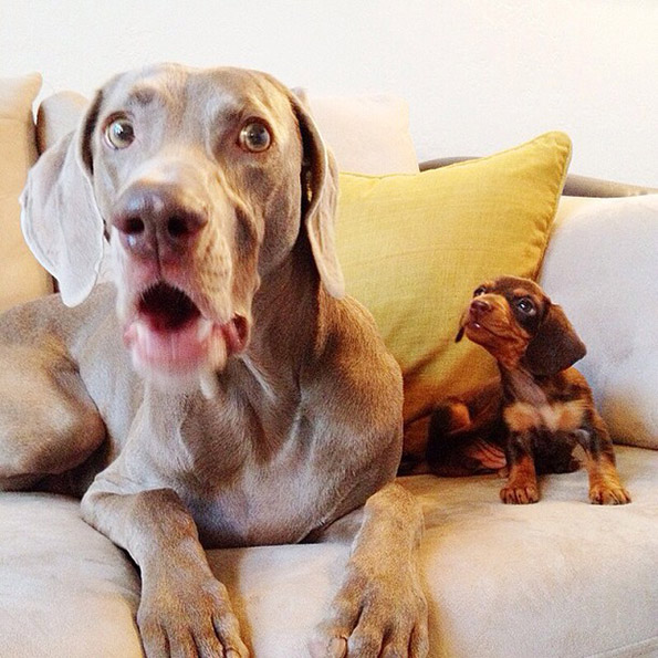 Големо куче и мало кутре – неразделни пријатели