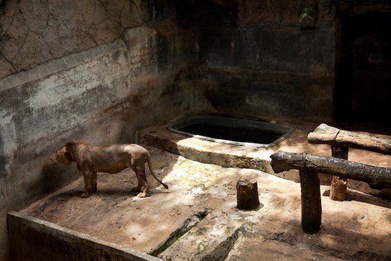 Портрети од животни кои ќе ви ги отворат очите за животот во зоолошките градини