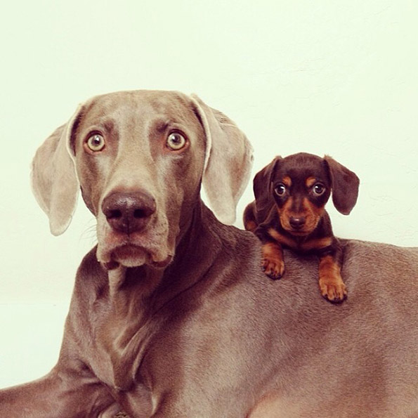 Големо куче и мало кутре – неразделни пријатели
