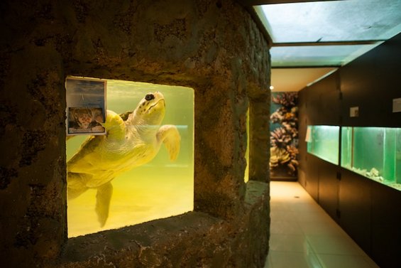 Портрети од животни кои ќе ви ги отворат очите за животот во зоолошките градини