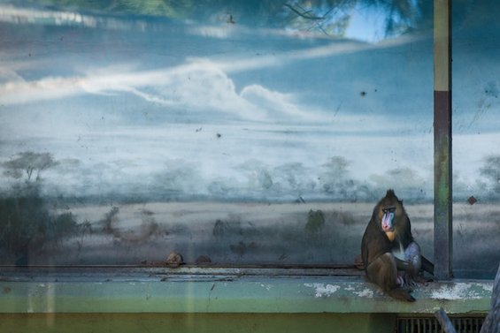 Портрети од животни кои ќе ви ги отворат очите за животот во зоолошките градини