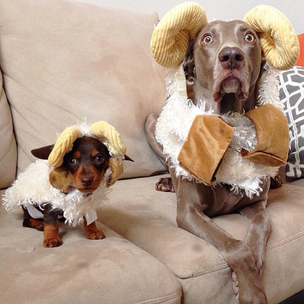 Големо куче и мало кутре – неразделни пријатели