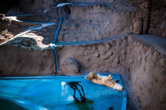 Портрети од животни кои ќе ви ги отворат очите за животот во зоолошките градини