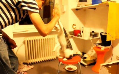 Мачки кои прават „да пукне“