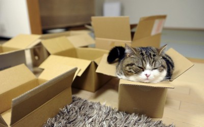 Мачки во кутии кои ќе ве изнасмеат до солзи