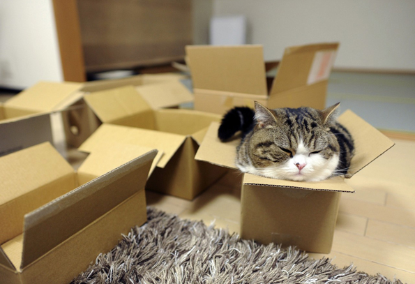 Мачки во кутии кои ќе ве изнасмеат до солзи