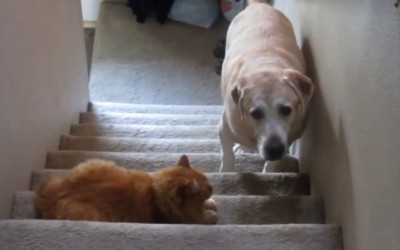 Забранет премин за кучиња