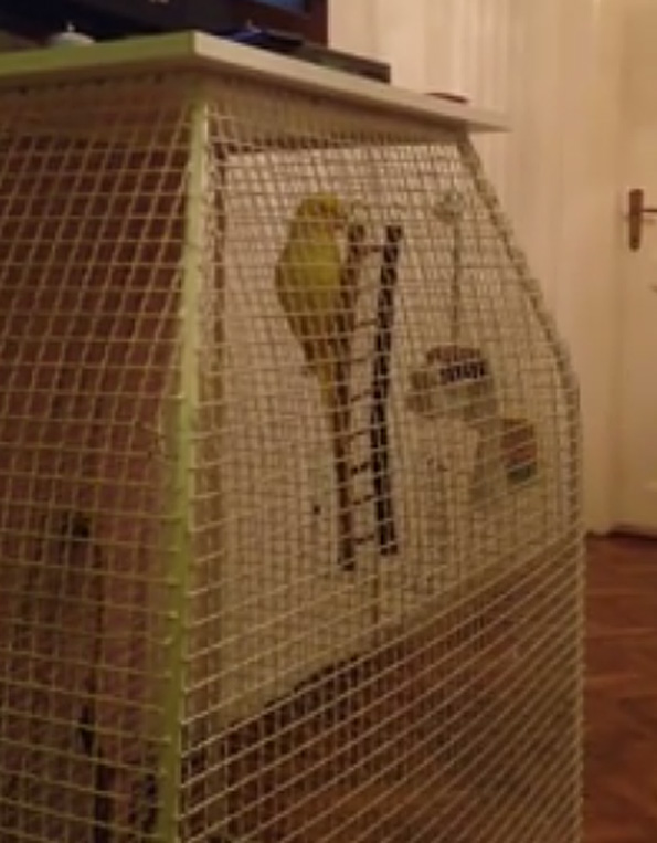 Белградски папагал научил да лае како куче