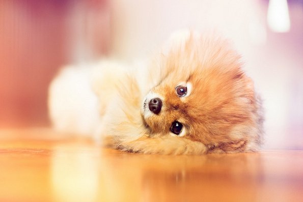 Неодоливо кутре кое ќе ви го стопи срцето