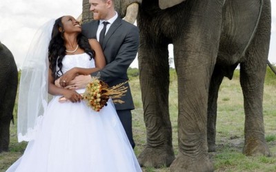 Прекрасна африканска свадба со слонови како од бајка