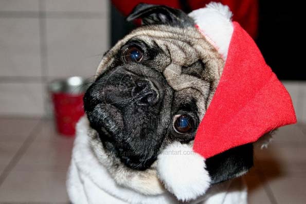 30 мопсови подготвени за новогодишните празници