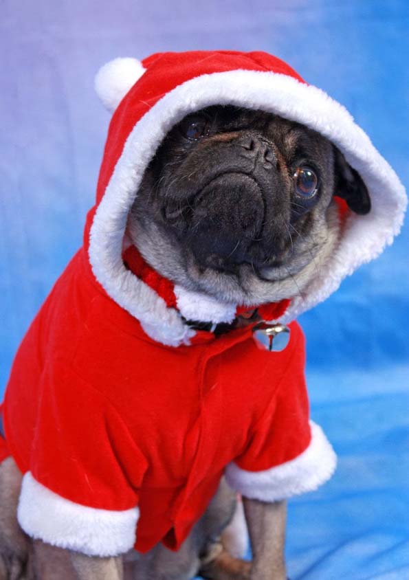 30 мопсови подготвени за новогодишните празници